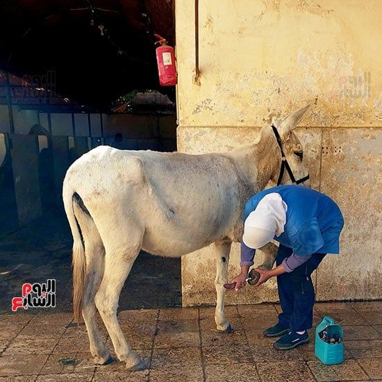 جانب-من-العمل-فى-علاج-الخيول-بالمستشفى-مجاناً