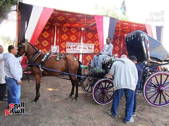 مشاركة-عربات-الحنطور-فى-مسابقة-أفضل-الخيول