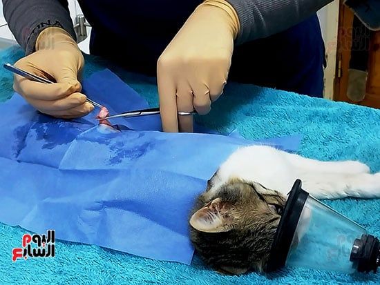 جراحة-متطورة-لإحدي-القطط-فى-مستشفى-الأقصر
