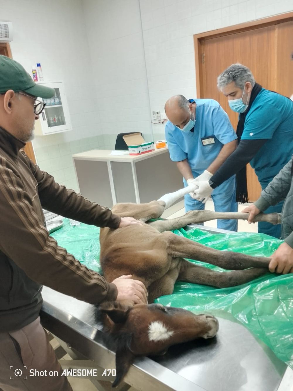 بيطرية الدمام تعالج 36 ألف حيوان وتضاعف عياداتها لخدمة 2618 مستفيداً