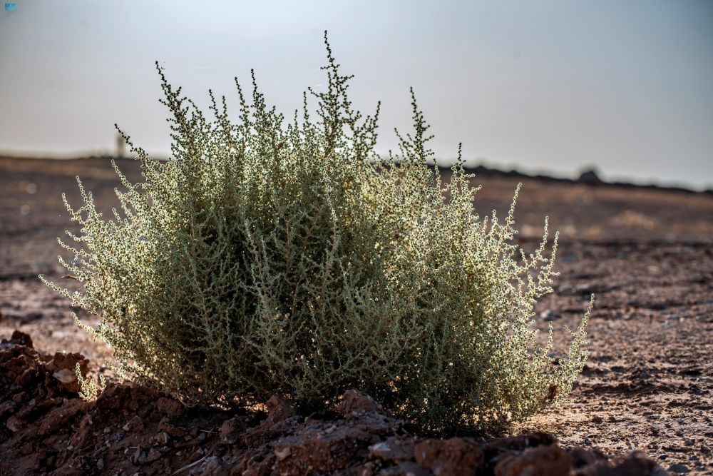 النباتات البرية في منطقة الحدود الشمالية - واس
