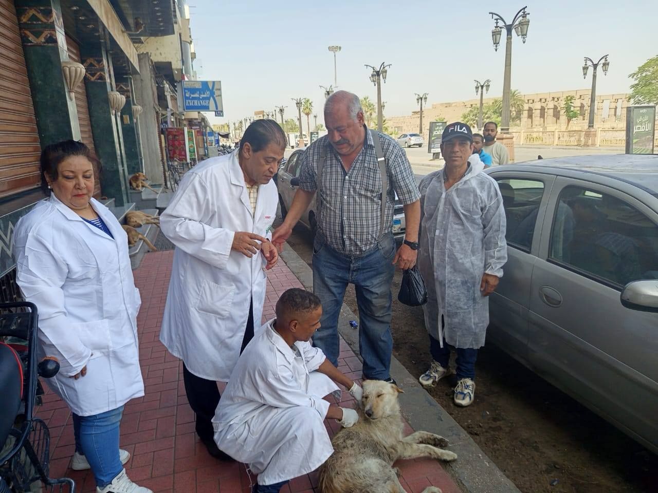 أعمال تحصين الكلاب فى قلب ساحة سيدى أبو الحجاج أعمال تحصين الكلاب فى قلب ساحة سيدى أبو الحجاج