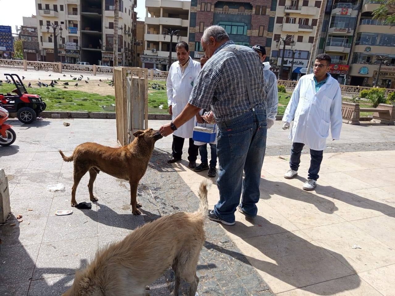 حملات تحصين الكلاب فى قلب ساحة سيدى أبو الحجاج بالأقصر_1 حملات تحصين الكلاب فى قلب ساحة سيدى أبو الحجاج بالأقصر_1