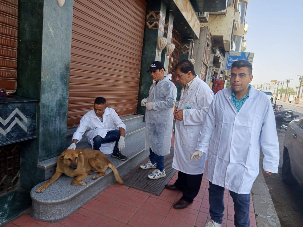 بيطرى الأقصر يحصن الكلاب الحرة بميدان أبو الحجاج ضد السعار بيطرى الأقصر يحصن الكلاب الحرة بميدان أبو الحجاج ضد السعار