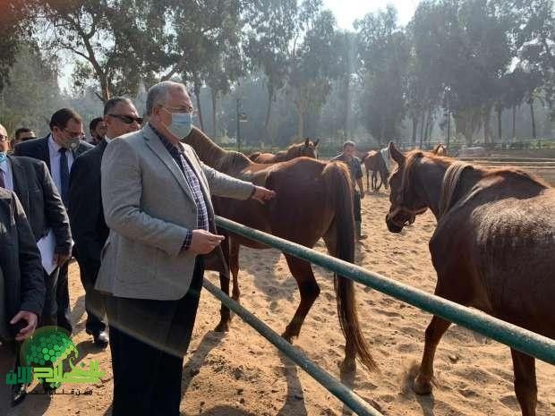 الرئيس السيسي يوجه بتطوير محطة الزهراء للخيول .. رؤية طموحة لتعزيز التراث المصري(1)