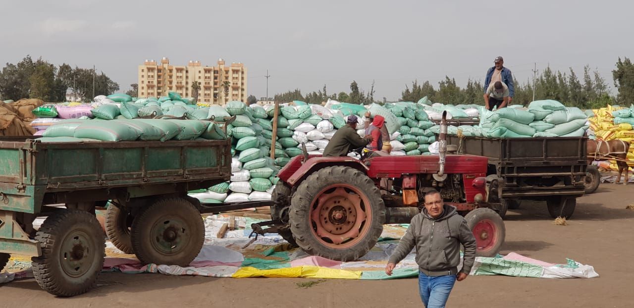 توريد الأقماح بصوامع كفر الشيخ توريد الأقماح بصوامع كفر الشيخ