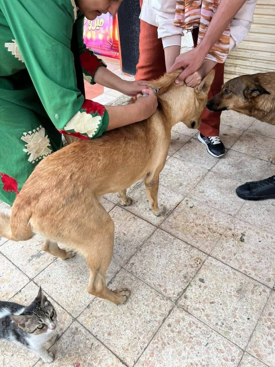 جانب من تطعيم الكلاب (1) جانب من تطعيم الكلاب (1)