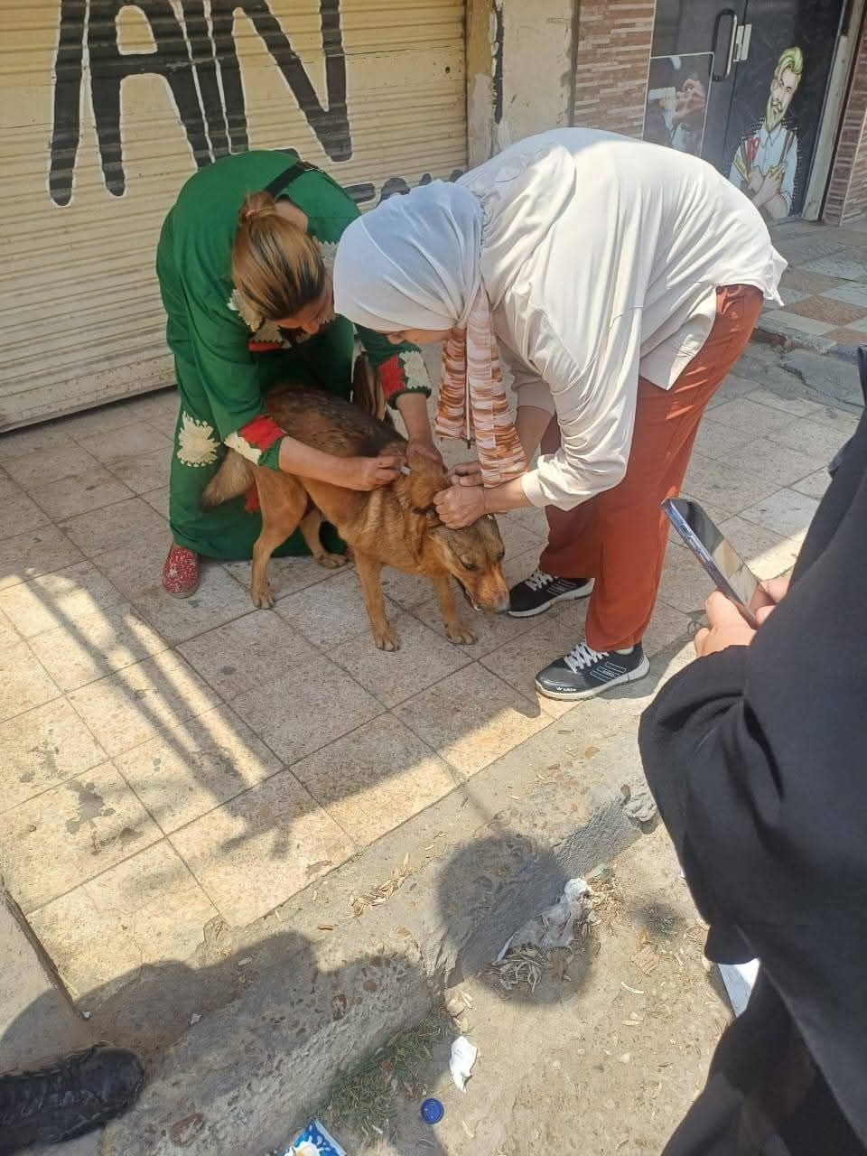 جانب من تطعيم الكلاب (4) جانب من تطعيم الكلاب (4)