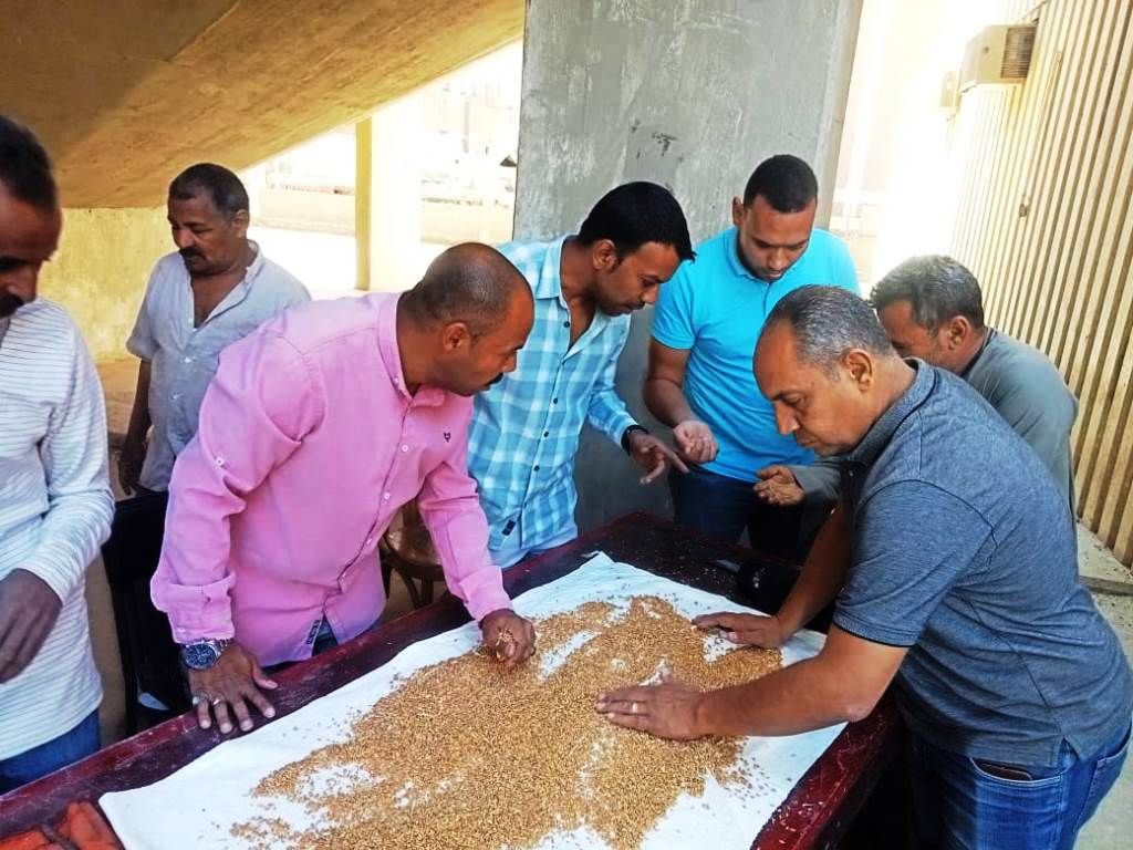 لجنة فحص جودة القمح لجنة فحص جودة القمح