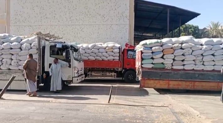 تموين الأقصر تعلن توريد 8500 طن و352 كيلو قمح للشون والصوامع تموين الأقصر تعلن توريد 8500 طن و352 كيلو قمح للشون والصوامع