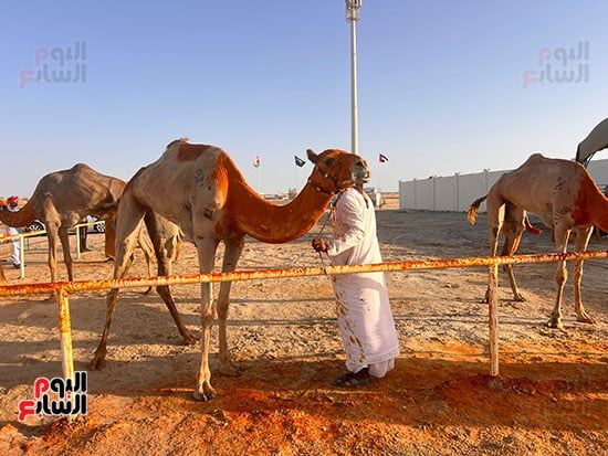خلال-التجهيز-بالزعفران خلال-التجهيز-بالزعفران