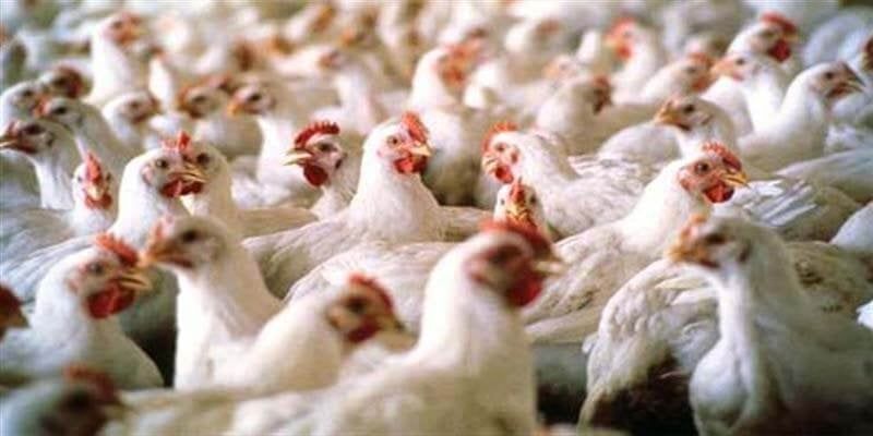 حقيقة نفوق 30% من الدواجن في مصر بسبب فيروس وبائي.. رئيس اتحاد منتجي الدواجن يوضح