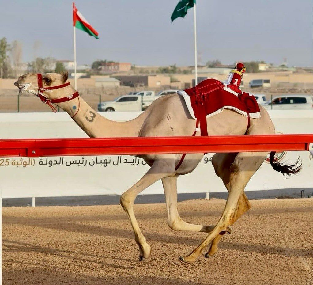 الشعارات تزين ظهر الجمل المتسابق الشعارات تزين ظهر الجمل المتسابق