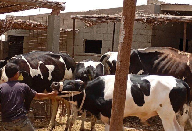 «بحوث الصحراء» يطلق قافلة بيطرية لتحسين صحة الثروة الحيوانية