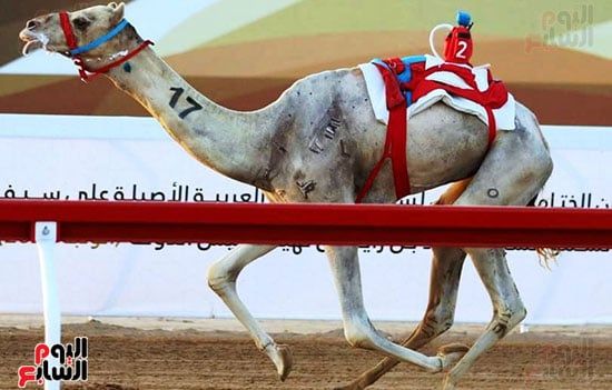 منافسات--سباق-ختامي-الوثبة منافسات--سباق-ختامي-الوثبة