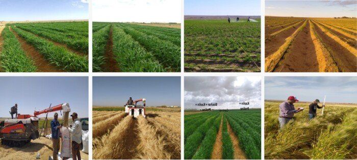 أكاديمية البحث العلمي تطلق المرحلة الثانية من المزرعة البحثية النموذجية بالمغرة
