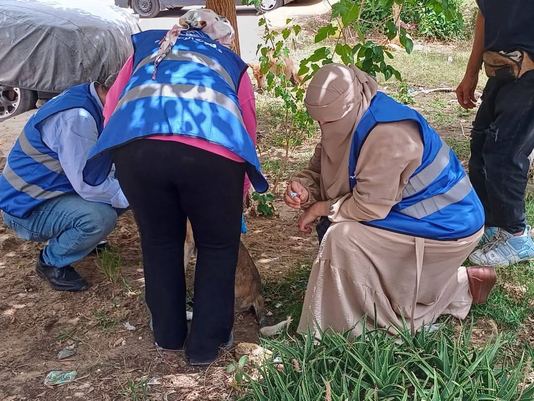 تطعيم الكلاب الضالة بالعيور تطعيم الكلاب الضالة بالعيور