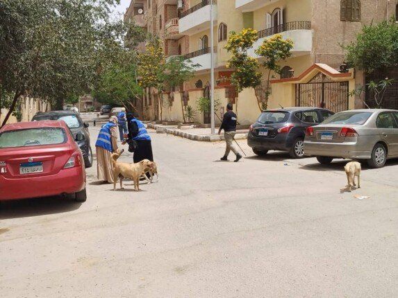 حملات مكثفة دورية لتطعيم الكلاب الضالة بمدينة العبور ضد «السعار»