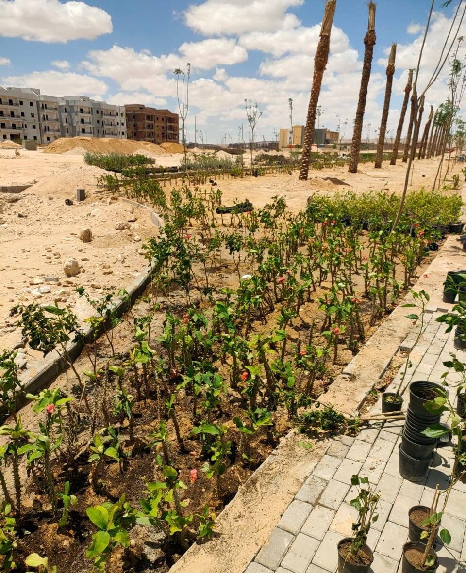 تشجيرة المنطقة بسوهاج الجديدة تشجيرة المنطقة بسوهاج الجديدة
