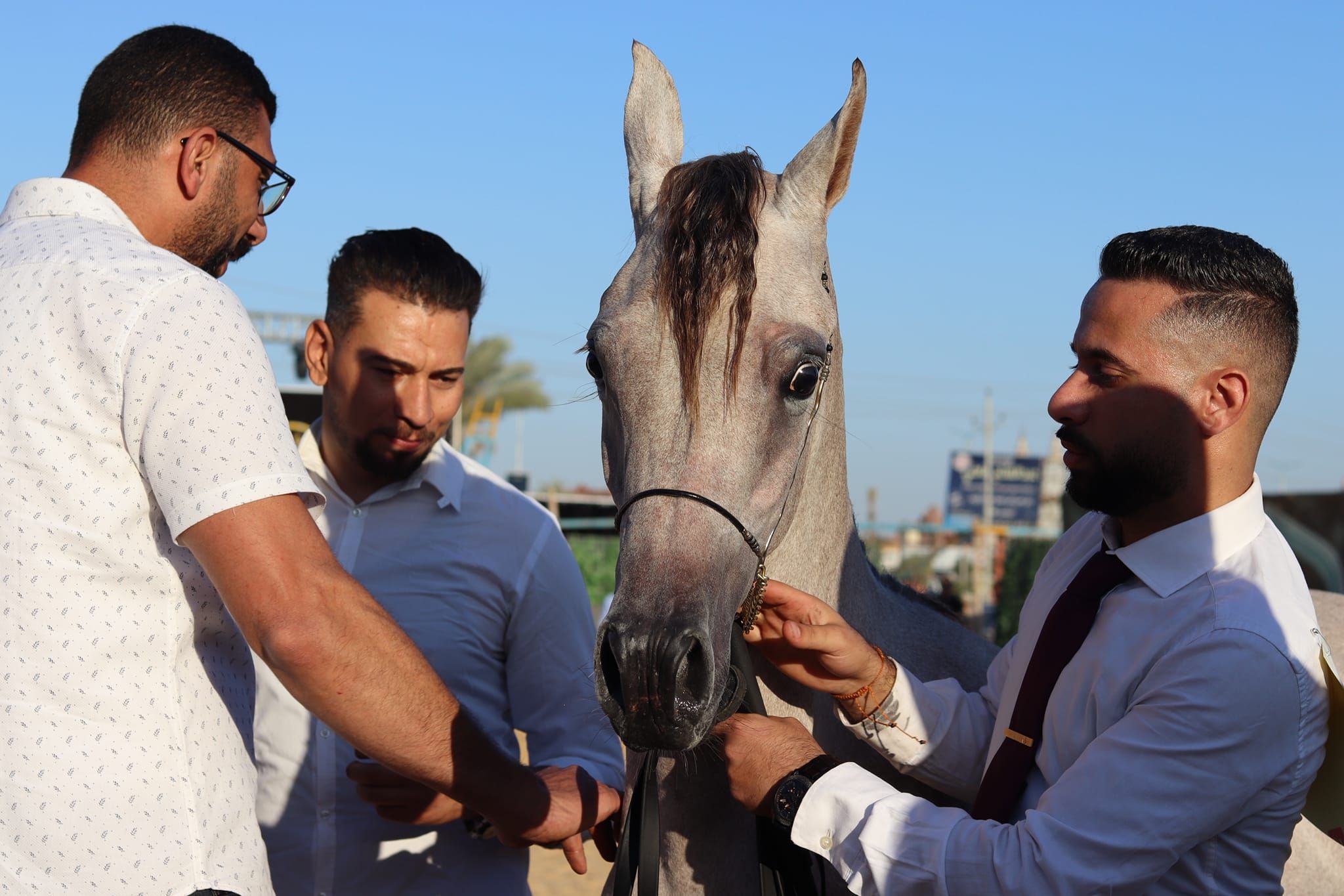 جمال الخيل في تنسيق جسمه جمال الخيل في تنسيق جسمه