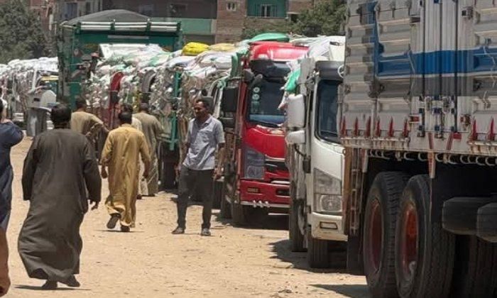 توريد 100 ألف طن قمح بالمنوفية
