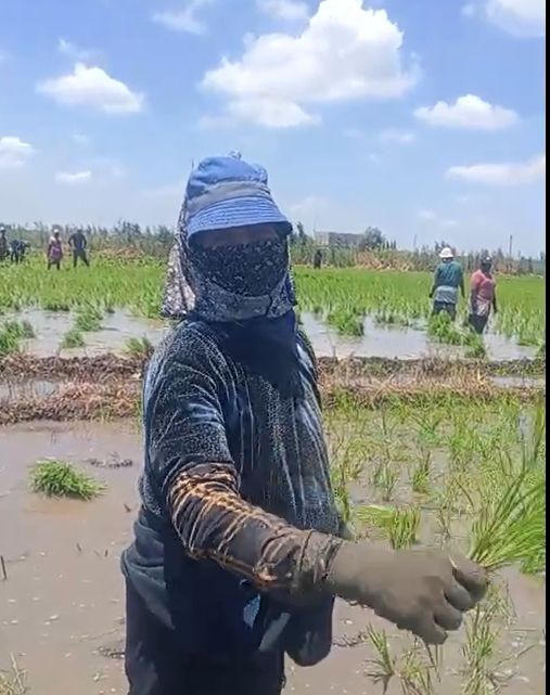 سيدة تشارك في زراعة الأرز منذ 40 سنة سيدة تشارك في زراعة الأرز منذ 40 سنة