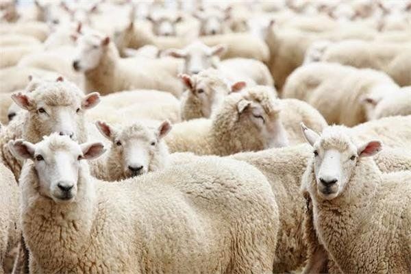 هل يجوز تعدد الأضاحي في البيت الواحد؟.. عضو مركز الأزهر تجيب