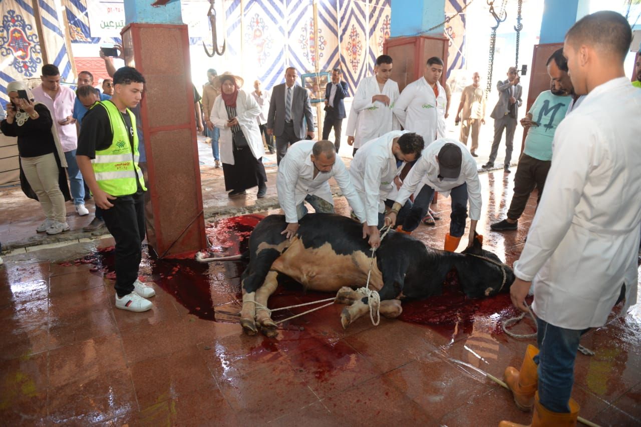 محافظ الدقهلية يشهد ذبح 65 رأس أضاحى (7) محافظ الدقهلية يشهد ذبح 65 رأس أضاحى (7)