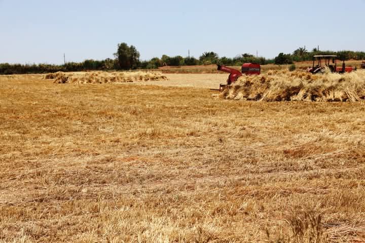 استقبال القمح المحلي بمحافظة أسوان استقبال القمح المحلي بمحافظة أسوان