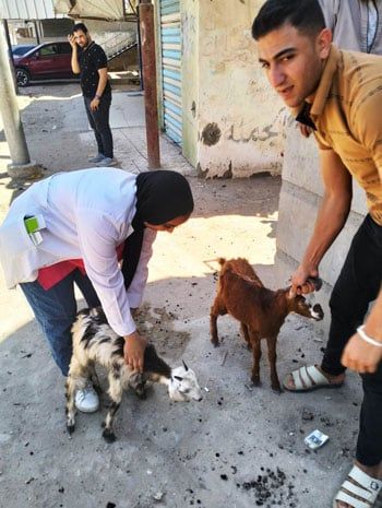 كشف طب بيطرى كشف طب بيطرى