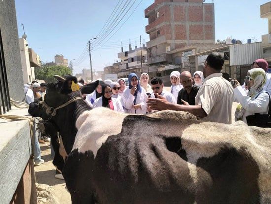 القافلة البيطرية القافلة البيطرية