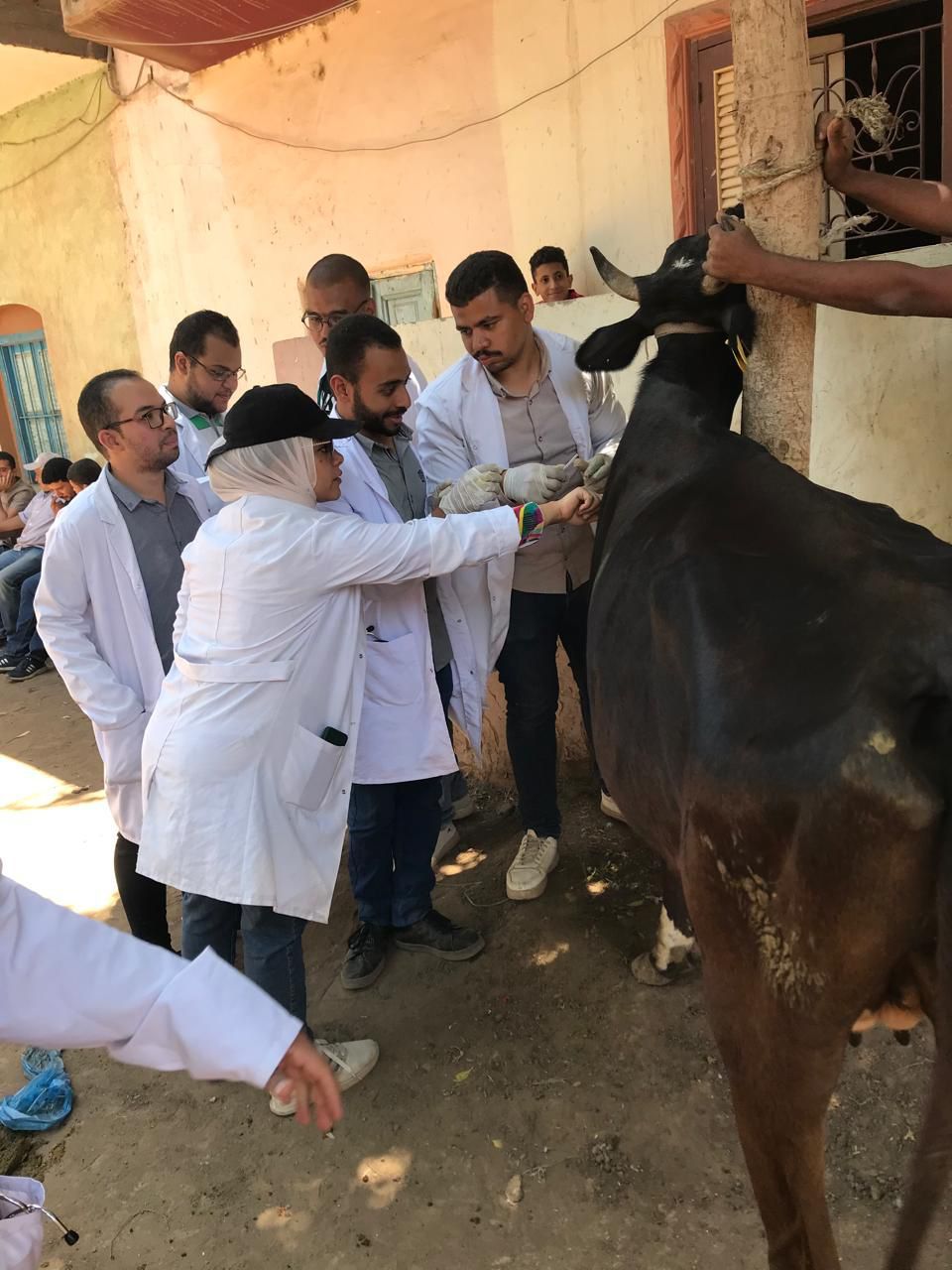 تطعيم للحيوان تطعيم للحيوان