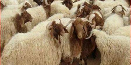 صوف
      الخروف
      ناعم
      ونظيف..
      كيف
      تختار
      أضحية
      العيد؟ - تكنو بلس