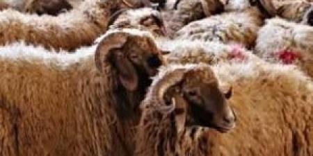 ما
      حكم
      شراء
      الأضحية
      عن
      طريق
      "البطاقات
      الائتمانية"؟
      ..
      الإفتاء
      الأردنية
      تُجيب - تكنو بلس