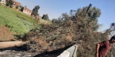 مصرع شخص إثر سقوط شجرة عليه فى الشرقية
