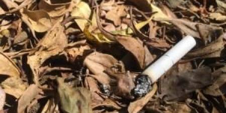الدفاع
      المدني
      يحذّر:
      لا
      تلقوا
      أعقاب
      السجائر
      قرب
      الأشجار
      الحرجية - تكنو بلس