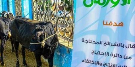 توزيع لحوم الاضاحى فى 54 قرية بمحافظة بنى سويف.. تفاصيل