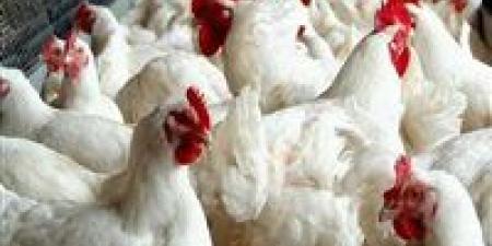 بنحو
      5
      جنيهات..
      ارتفاع
      اسعار
      الفراخ
      البيضاء
      اليوم
      الأربعاء - تكنو بلس
