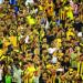جمهور الذهب.. جماهير الاتحاد تتوج فريقها داخل وخارج الملعب - تكنو بلس