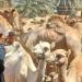 أسعار الجمال تبدأ بـ35 ألف جنيه و"البيع بالحبل" فى سوق دراو بأسوان.. فيديو