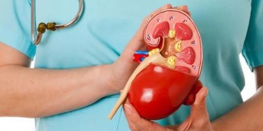 حصوات
الكلى
تهددك
في
الصيف...
تجنّبها
بهذه
النصائح - تكنو بلس