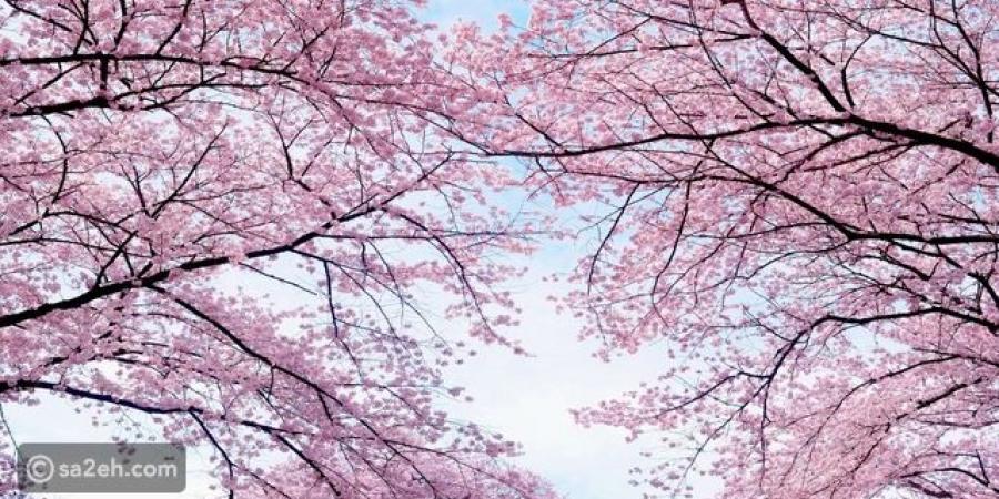 أفضل وجهات سياحية لمشاهدة أزهار الكرز حول العالم - تكنو بلس