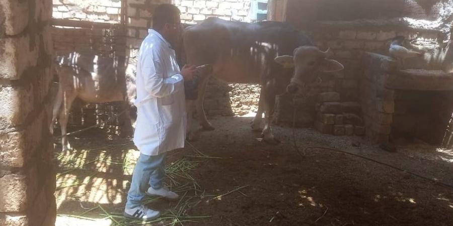 بيطرى الأقصر يطلق سلسلة من اللجان لفحص وتحصين الماشية ضد الحمى القلاعية