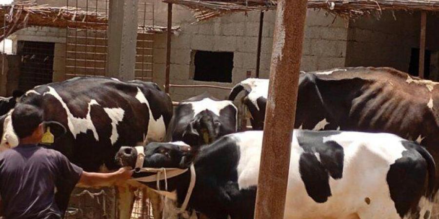 «بحوث
      الصحراء»
      يطلق
      قافلة
      بيطرية
      لتحسين
      صحة
      الثروة
      الحيوانية - تكنو بلس