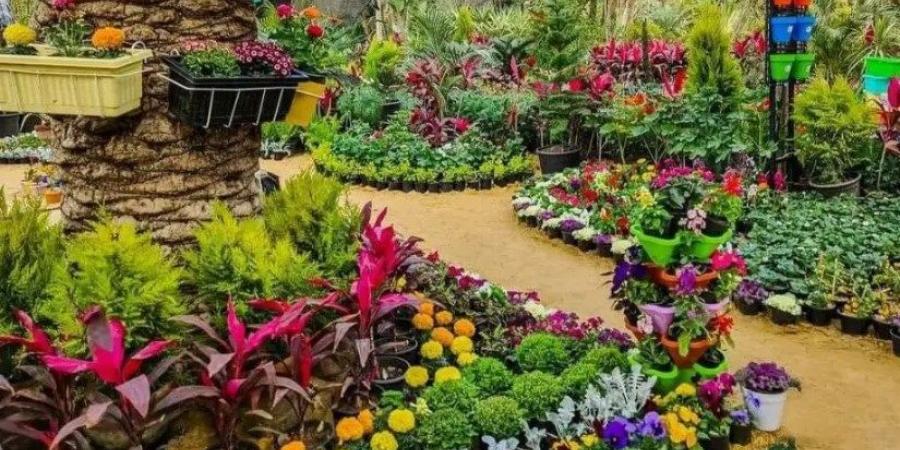 وزارة
الزراعة
تعلن
تفاصيل
تمديد
معرض
زهور
الربيع
حتى
نهاية
مايو - تكنو بلس
