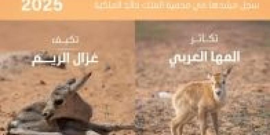 المملكة تحذر من خطورة تصعيد الاحتلال الإسرائيلي العسكري في قطاع غزة - تكنو بلس