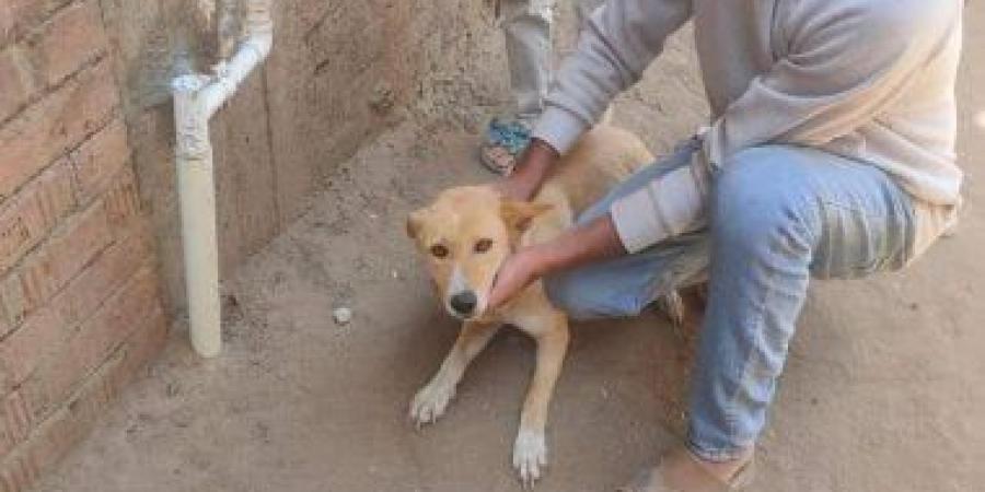 إصابة 6 أطفال بجروح عقرهم كلب ضال بالسنطة
