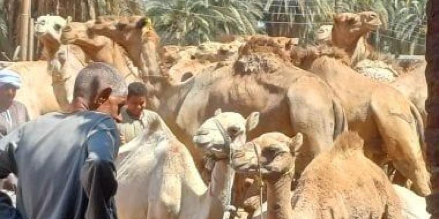 أسعار الجمال تبدأ بـ35 ألف جنيه و"البيع بالحبل" فى سوق دراو بأسوان.. فيديو