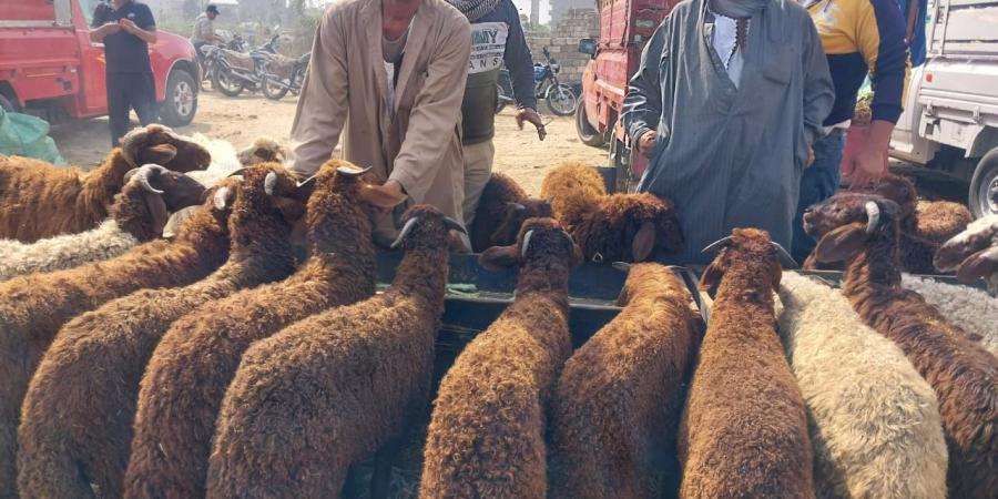 استعدادا لعيد الأضحى.. تجار الماشية بدمياط: خفضنا الأسعار للتخفيف على المواطن
