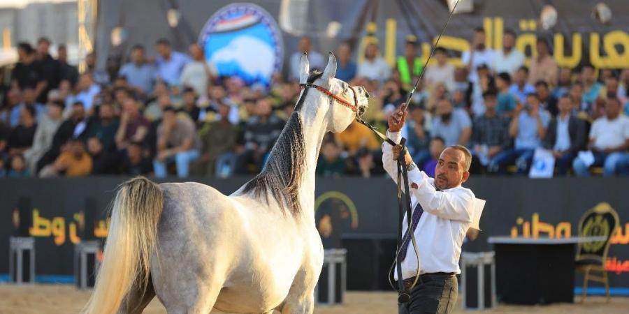 ختام
      ناجح
      لمهرجان
      «فرسان
      وطن»
      للخيول
      العربية
      الأصيلة
      بكفر
      الشيخ - تكنو بلس